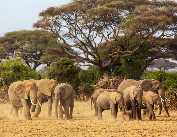 amboseli