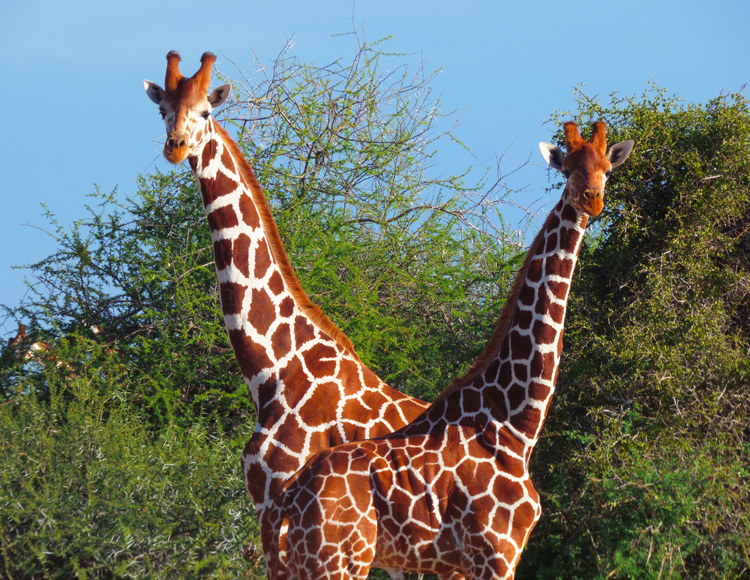 laikipia