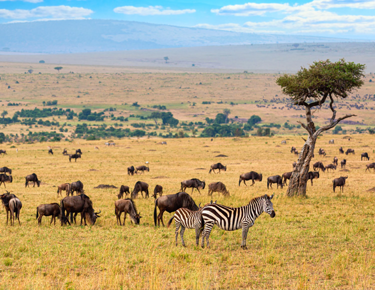 masai-mara