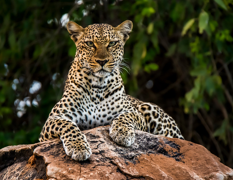 samburu